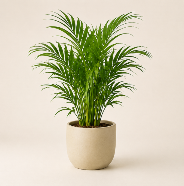 Areca palm in a warm neutral planter