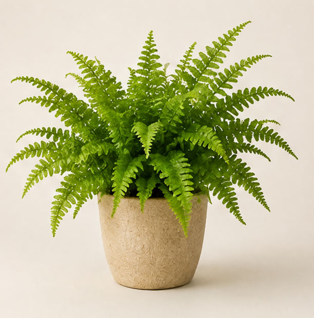 Full Boston fern in a textured ceramic pot