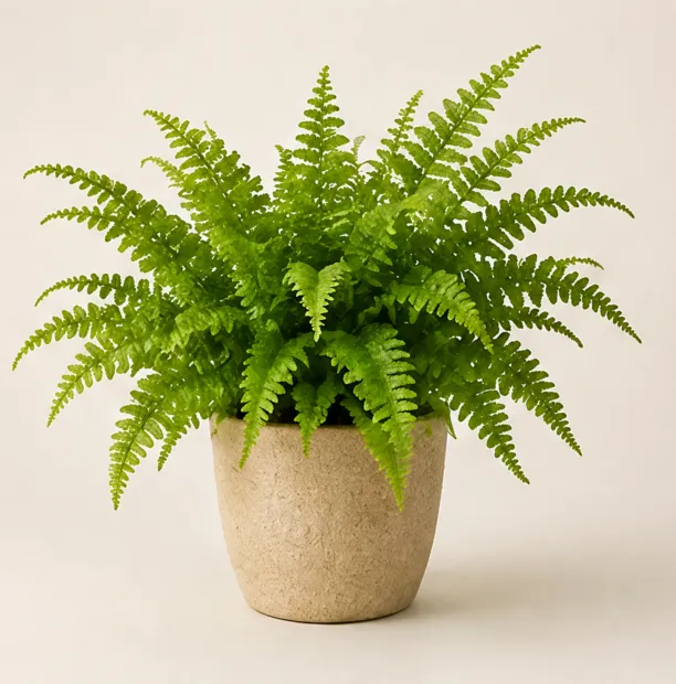 Full Boston fern in a textured ceramic pot