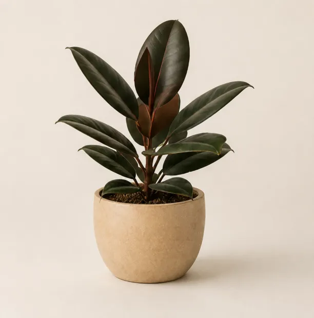 Burgundy rubber plant with dark glossy leaves