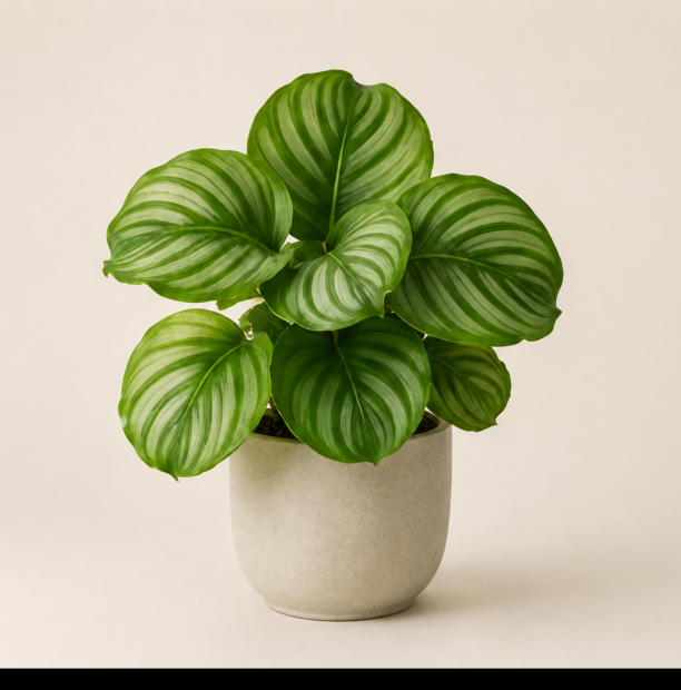 Calathea orbifolia with striped green leaves