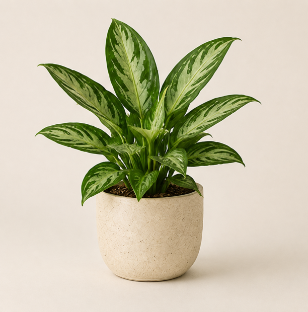 Chinese evergreen with variegated leaves