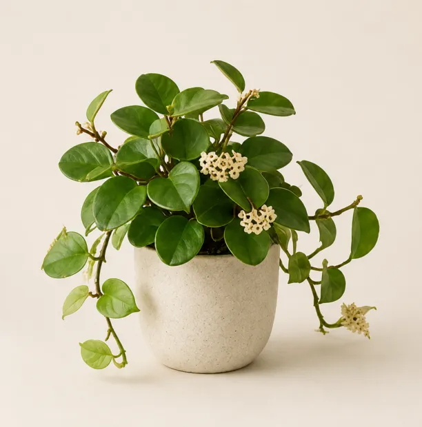 Flowering hoya carnosa in a ceramic pot
