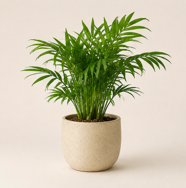 Parlor palm in a neutral ceramic pot