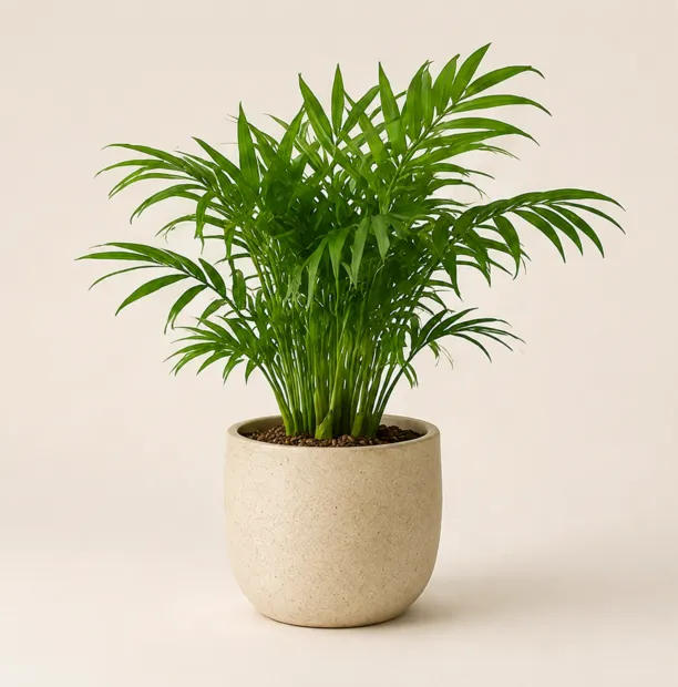 Parlor palm in a neutral ceramic pot