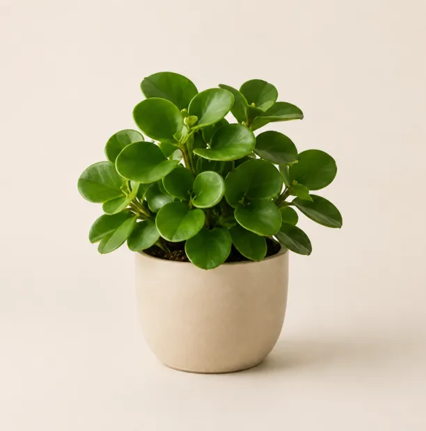 Peperomia obtusifolia in a neutral ceramic pot