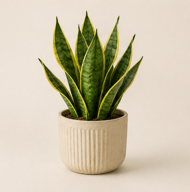 Snake plant in a ribbed ivory pot