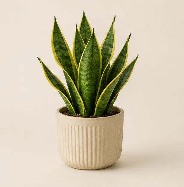 Snake plant in a ribbed ivory pot