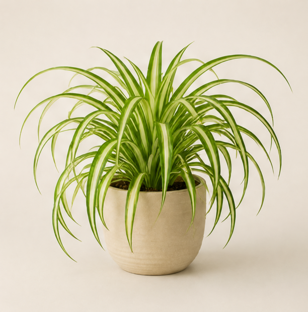 Spider plant with arching striped leaves