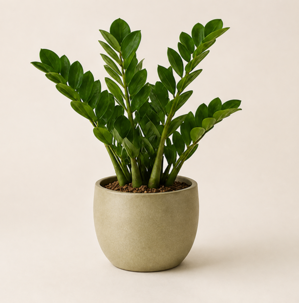 ZZ plant in a soft stone-coloured planter