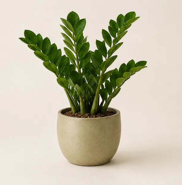 ZZ plant in a soft stone-coloured planter